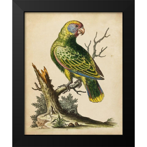 Paradise Parrots V Black Modern Wood Framed Art Print by Edwards, George