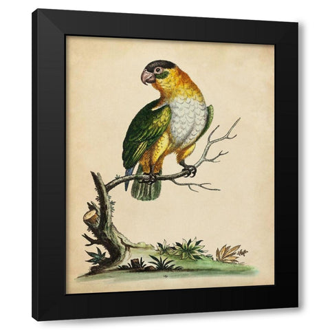 Paradise Parrots VI Black Modern Wood Framed Art Print with Double Matting by Edwards, George