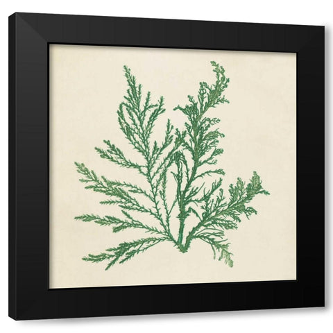 Chromatic Seaweed I Black Modern Wood Framed Art Print with Double Matting by Vision Studio