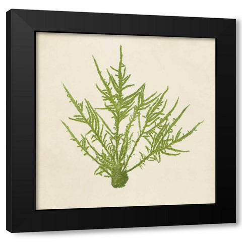 Chromatic Seaweed VII Black Modern Wood Framed Art Print by Vision Studio