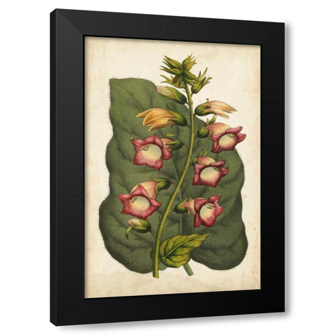 Coral Beauties I Black Modern Wood Framed Art Print by Van Houtteano, Horto