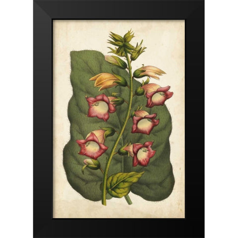 Coral Beauties I Black Modern Wood Framed Art Print by Van Houtteano, Horto