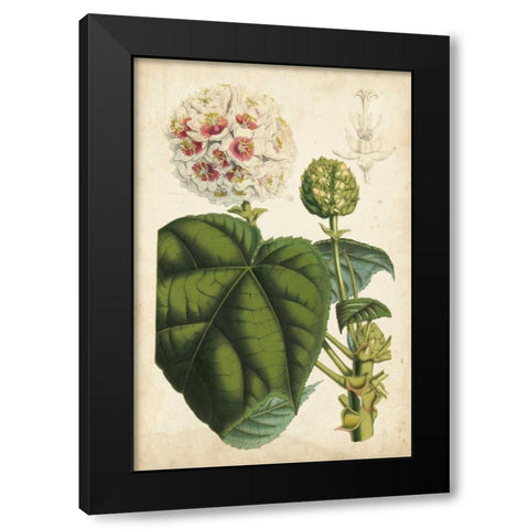 Coral Beauties II Black Modern Wood Framed Art Print with Double Matting by Van Houtteano, Horto
