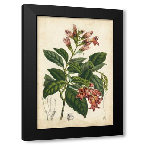 Coral Beauties III Black Modern Wood Framed Art Print with Double Matting by Van Houtteano, Horto