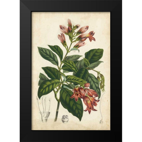Coral Beauties III Black Modern Wood Framed Art Print by Van Houtteano, Horto