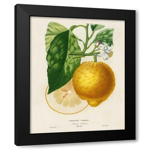 French Lemon Botanical I Black Modern Wood Framed Art Print with Double Matting by Risso, A.