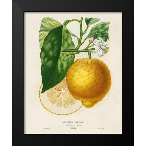 French Lemon Botanical I Black Modern Wood Framed Art Print by Risso, A.