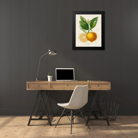 French Lemon Botanical III Black Modern Wood Framed Art Print by Risso, A.