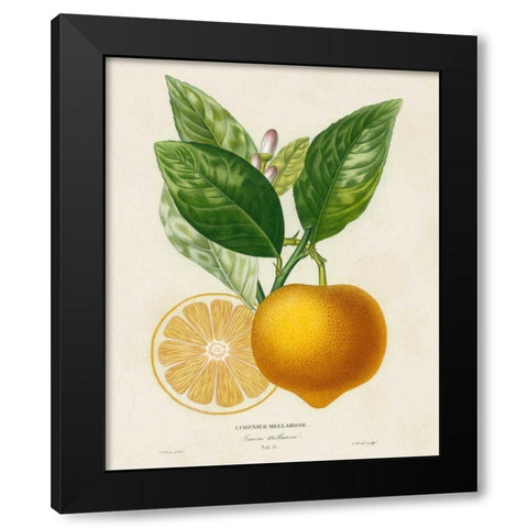 French Lemon Botanical III Black Modern Wood Framed Art Print by Risso, A.