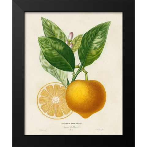 French Lemon Botanical III Black Modern Wood Framed Art Print by Risso, A.