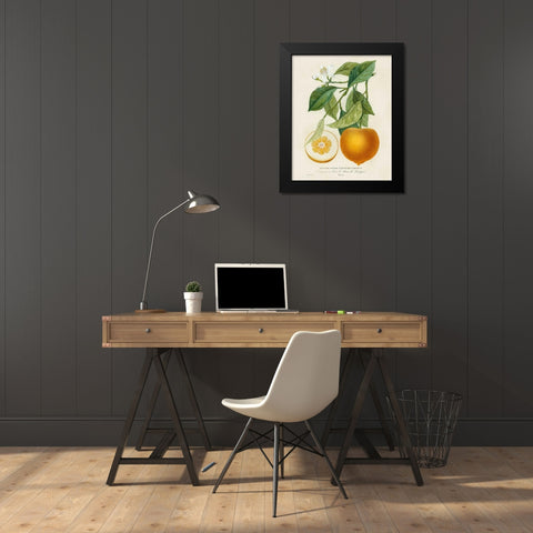 French Orange Botanical I Black Modern Wood Framed Art Print by Risso, A.