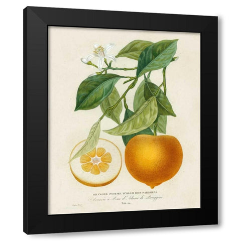 French Orange Botanical I Black Modern Wood Framed Art Print by Risso, A.