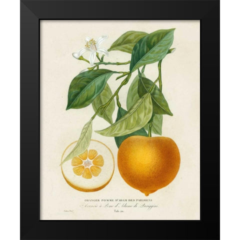 French Orange Botanical I Black Modern Wood Framed Art Print by Risso, A.