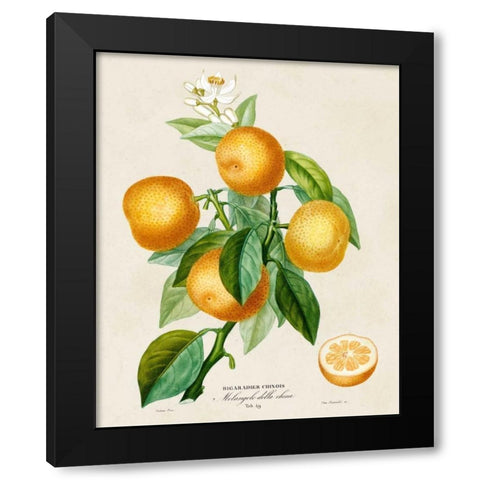 French Orange Botanical III Black Modern Wood Framed Art Print by Risso, A.