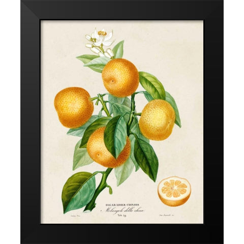 French Orange Botanical III Black Modern Wood Framed Art Print by Risso, A.