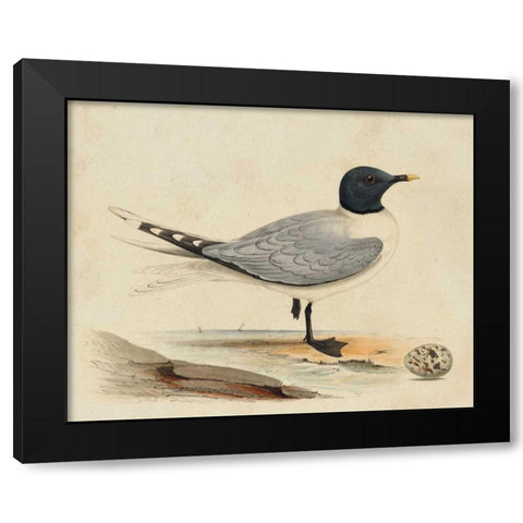 Meyer Shorebirds I Black Modern Wood Framed Art Print by Meyer, H.L.