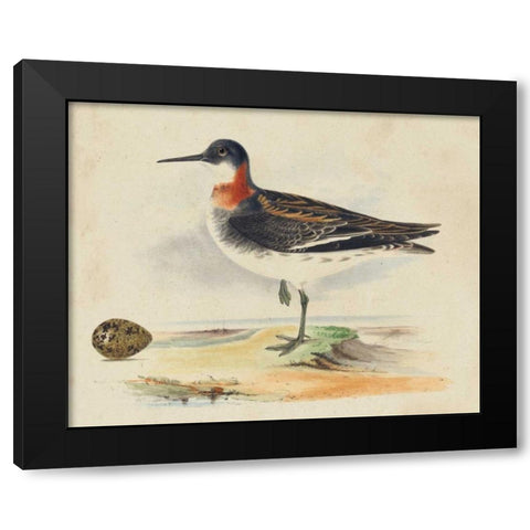 Meyer Shorebirds II Black Modern Wood Framed Art Print with Double Matting by Meyer, H.L.
