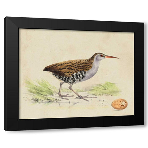 Meyer Shorebirds III Black Modern Wood Framed Art Print by Meyer, H.L.