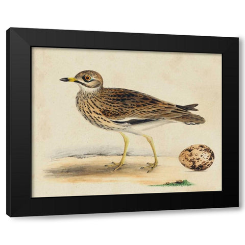 Meyer Shorebirds IV Black Modern Wood Framed Art Print by Meyer, H.L.