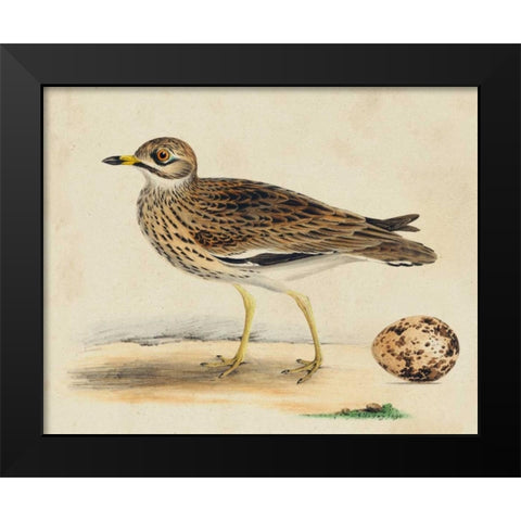 Meyer Shorebirds IV Black Modern Wood Framed Art Print by Meyer, H.L.