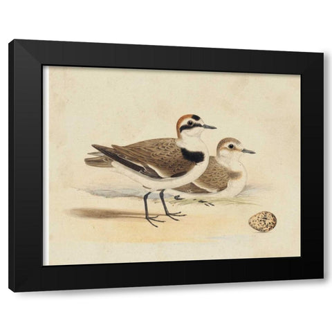 Meyer Shorebirds V Black Modern Wood Framed Art Print with Double Matting by Meyer, H.L.