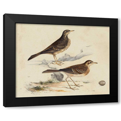 Meyer Shorebirds VI Black Modern Wood Framed Art Print with Double Matting by Meyer, H.L.