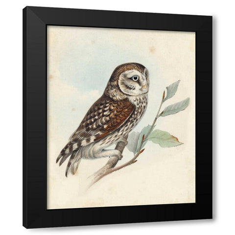 Meyer Little Owl Black Modern Wood Framed Art Print with Double Matting by Meyer, H.L.