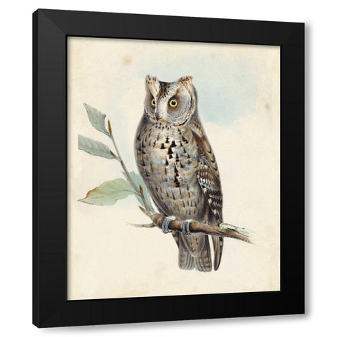Meyer Scops-Eared Owl Black Modern Wood Framed Art Print with Double Matting by Meyer, H.L.