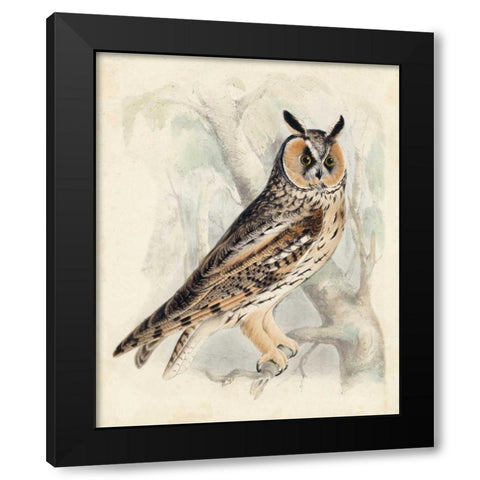 Meyer Long-Eared Owl Black Modern Wood Framed Art Print with Double Matting by Meyer, H.L.