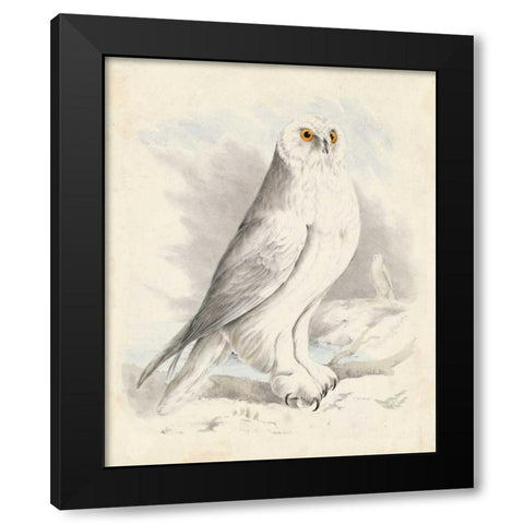 Meyer Snowy Owl Black Modern Wood Framed Art Print by Meyer, H.L.
