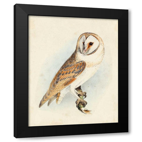 Meyer Barn Owl Black Modern Wood Framed Art Print by Meyer, H.L.