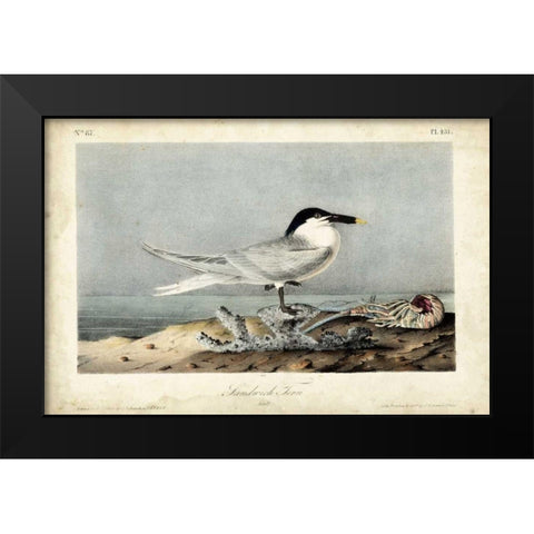 Audubon Sandwich Tern Black Modern Wood Framed Art Print by Audubon, John James