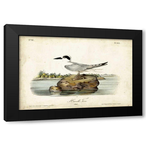 Audubon Havells Tern Black Modern Wood Framed Art Print with Double Matting by Audubon, John James