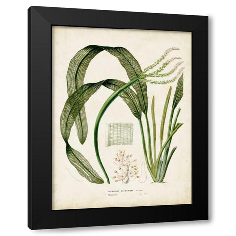 Tropical Grass I Black Modern Wood Framed Art Print with Double Matting by Vision Studio