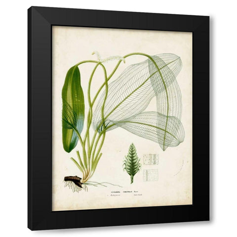 Tropical Grass II Black Modern Wood Framed Art Print with Double Matting by Vision Studio