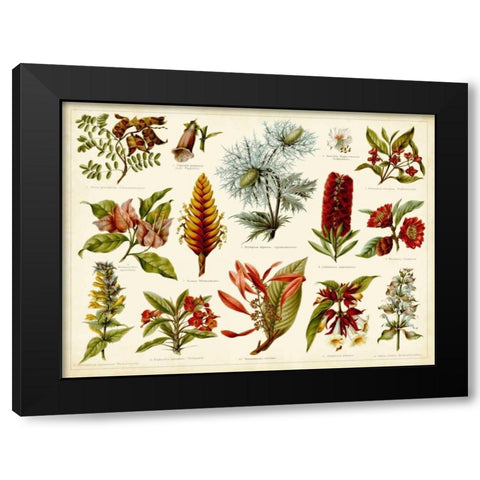 Tropical Botany Chart I Black Modern Wood Framed Art Print by Meyers