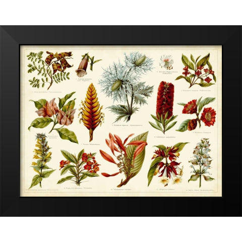 Tropical Botany Chart I Black Modern Wood Framed Art Print by Meyers