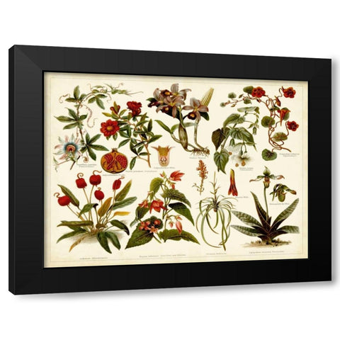 Tropical Botany Chart II Black Modern Wood Framed Art Print by Meyers