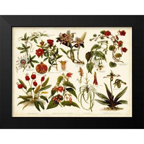 Tropical Botany Chart II Black Modern Wood Framed Art Print by Meyers
