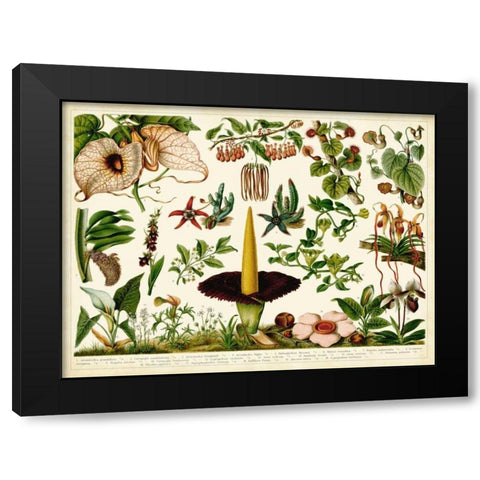 Tropical Botany Chart III Black Modern Wood Framed Art Print by Meyers