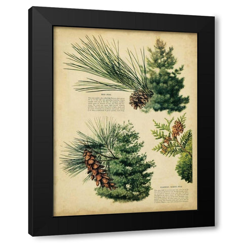 Red Pine and Eastern White Pine Black Modern Wood Framed Art Print with Double Matting by Unknown