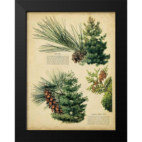 Red Pine and Eastern White Pine Black Modern Wood Framed Art Print by Unknown