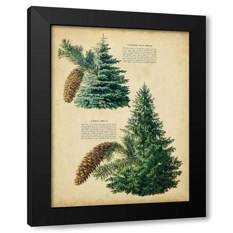 Colorado Blue Spruce and Norway Spruce Black Modern Wood Framed Art Print by Unknown