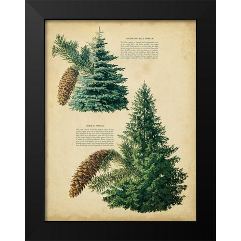 Colorado Blue Spruce and Norway Spruce Black Modern Wood Framed Art Print by Unknown