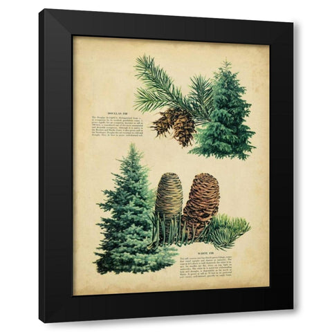 Douglas Fir and White Fir Black Modern Wood Framed Art Print by Unknown