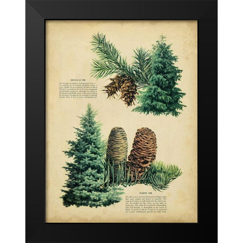 Douglas Fir and White Fir Black Modern Wood Framed Art Print by Unknown
