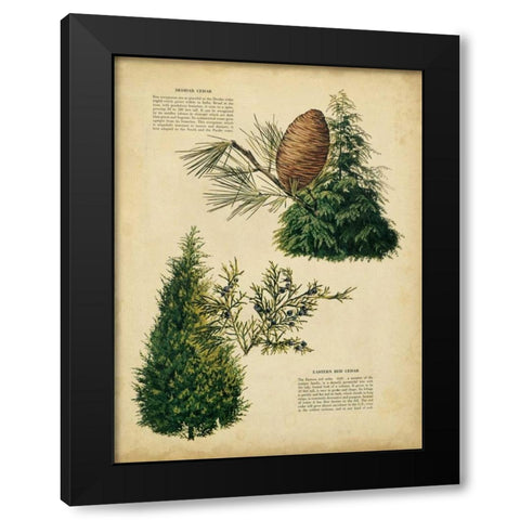 Deodar Cedar and Eastern Red Cedar Black Modern Wood Framed Art Print with Double Matting by Unknown
