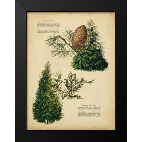 Deodar Cedar and Eastern Red Cedar Black Modern Wood Framed Art Print by Unknown