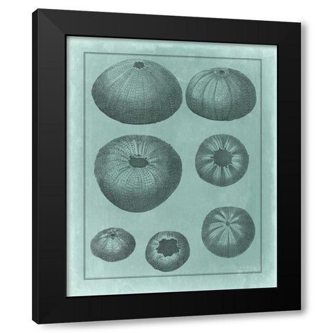 Spa Shell Collection V Black Modern Wood Framed Art Print with Double Matting by Vision Studio