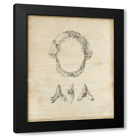 Shark Study I Black Modern Wood Framed Art Print by Harper, Ethan